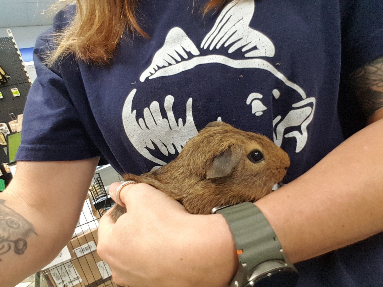 Agouti cavia beer, Dieren en Toebehoren, Cavia, Mannelijk, Mei, Tam