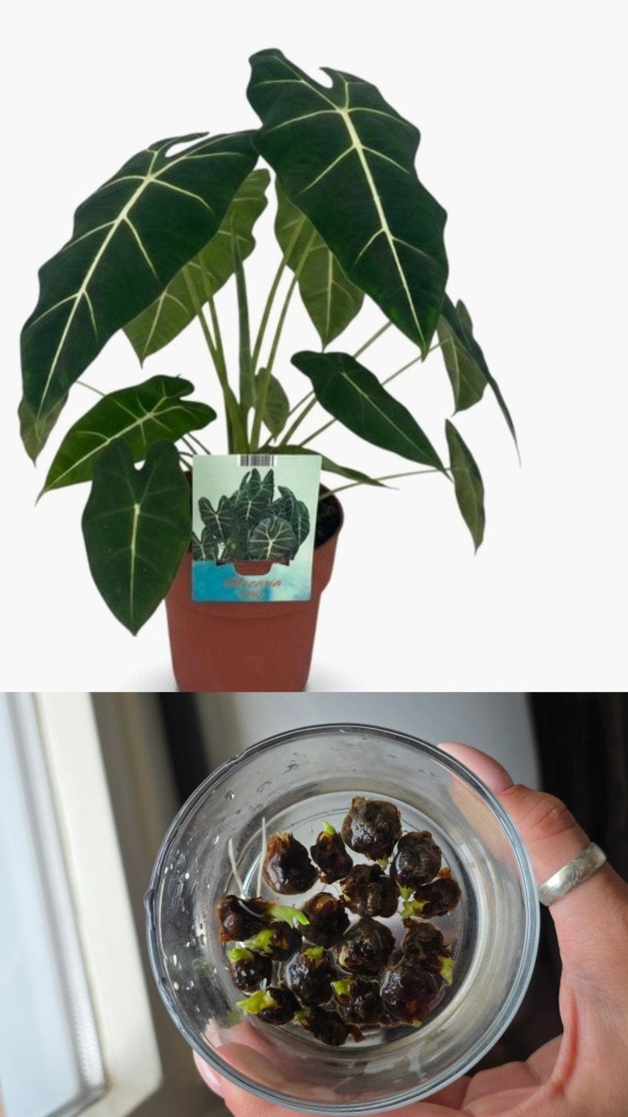 Alocasia knollen te koop met groeipunt, Ophalen of Verzenden, Gehele jaar, Halfschaduw, Knol
