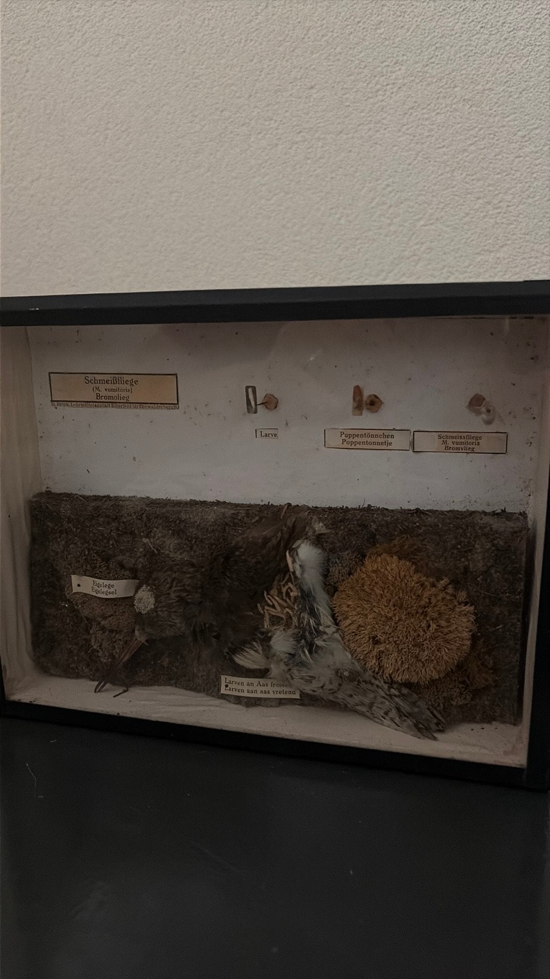 Larven eten aan een prooi, Ophalen, Gebruikt, Insect, Opgezet dier