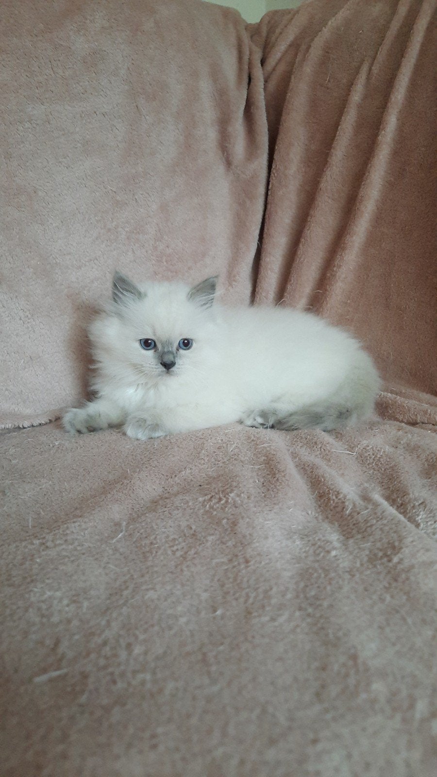 knappe ragdoll kittens blue point mitted, Meerdere dieren, Ontwormd