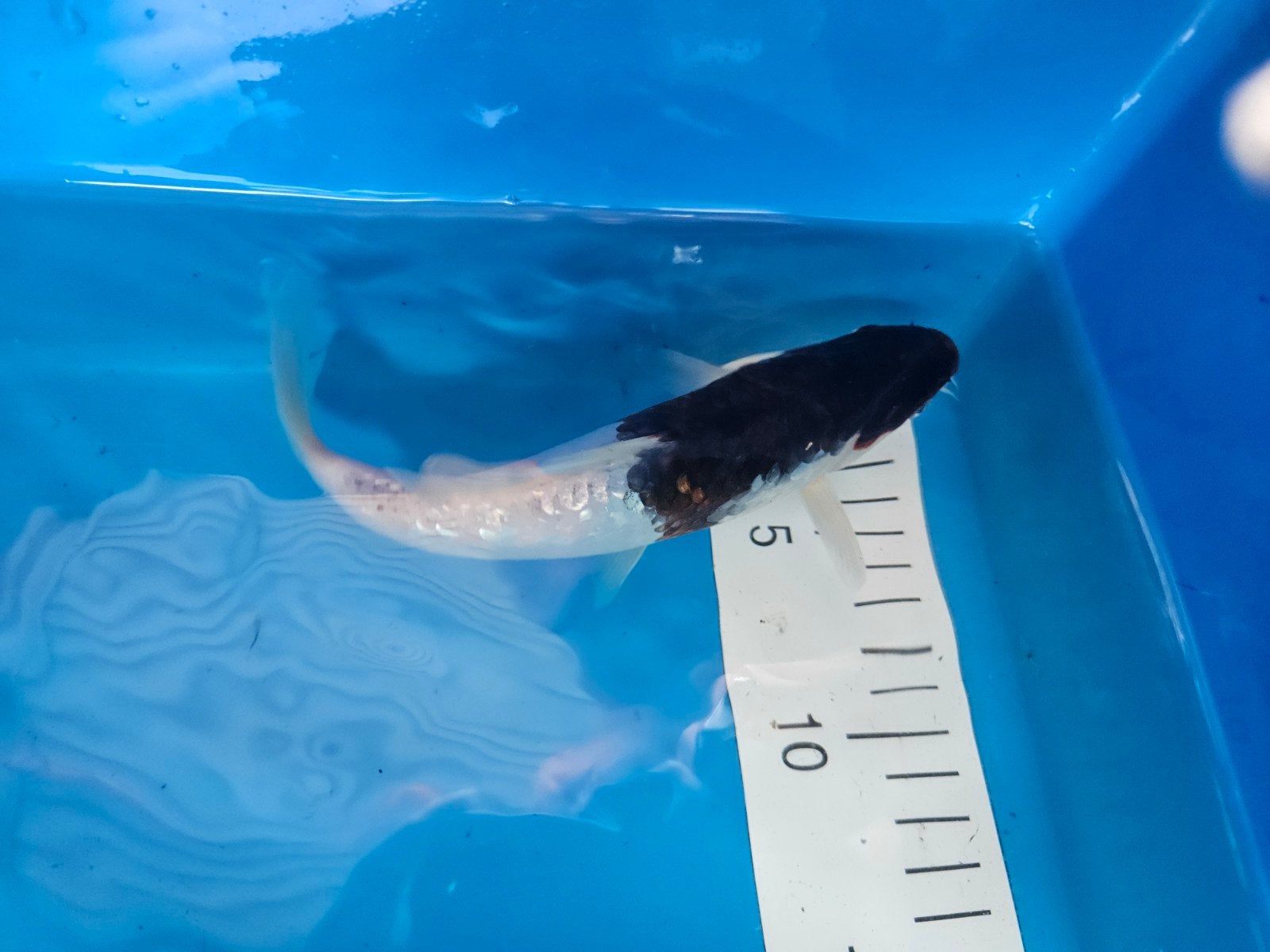 ginrin koi, Karper of Koi