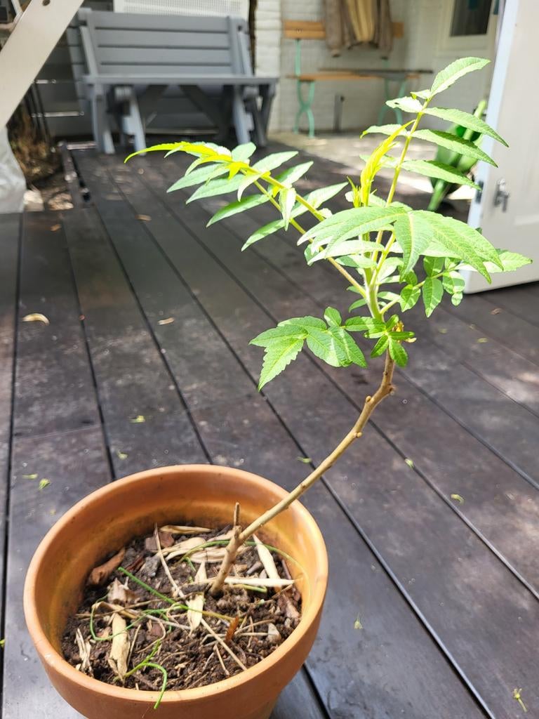 Fluweelboom, Tuin en Terras, Volle zon, Bloeit niet, Minder dan 100 cm, Overige soorten