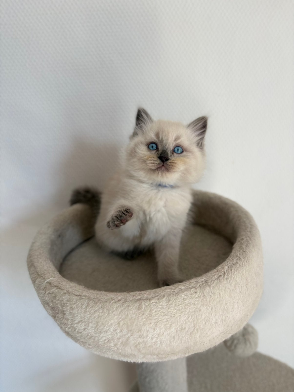 Prachtige kruising Ragdoll en Britse korthaar kittens, Meerdere dieren, Ontwormd, 0 tot 2 jaar