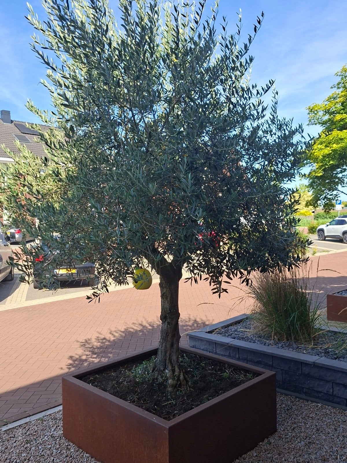 olijfboom, Ophalen, Volle zon, Olijfboom, 250 tot 400 cm