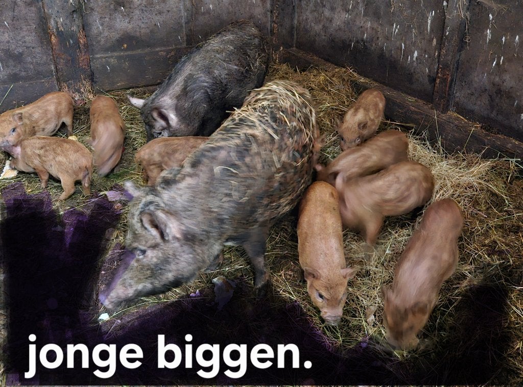 Göttingen  mini varkens biggen., Dieren en Toebehoren, Meerdere dieren, Varken, 0 tot 2 jaar
