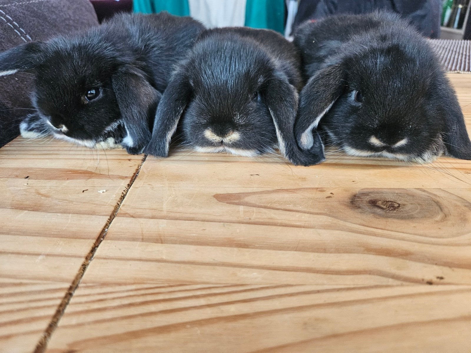minilop, Dieren en Toebehoren