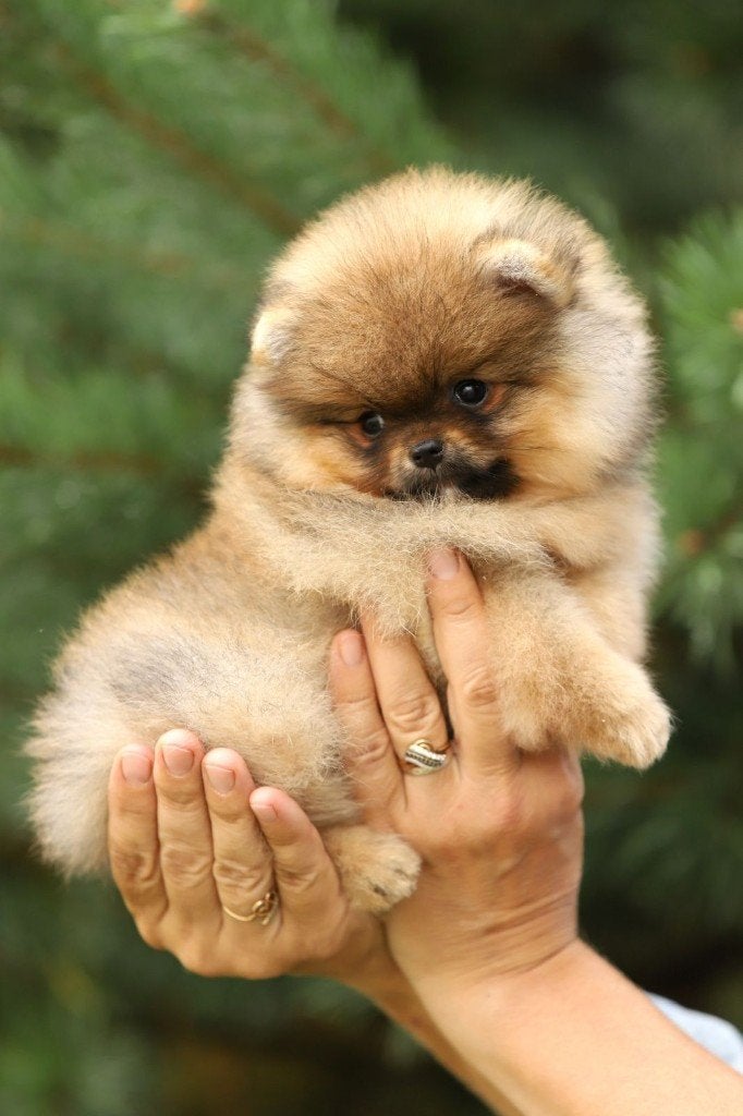 Pomeriaan pup teefje Orange Sable – Bear type, Nederland, Keeshond, 8 tot 15 weken, Teef