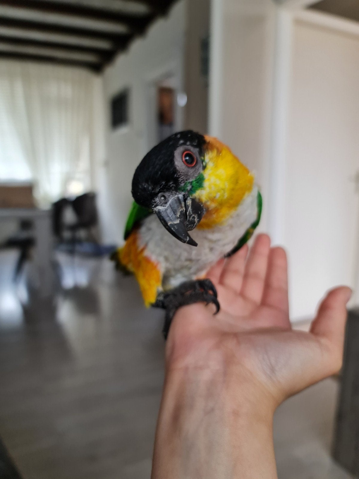 Lieve zwartkop caique mannetje  zoekt een fijn thuis, Mannelijk, Papegaai, Tam