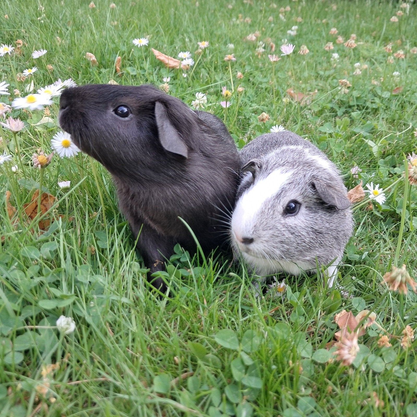 2 lieve jonge gladhaar cavia beertjes!, Dieren en Toebehoren, Knaagdieren, Cavia, April, Mannelijk, Tam