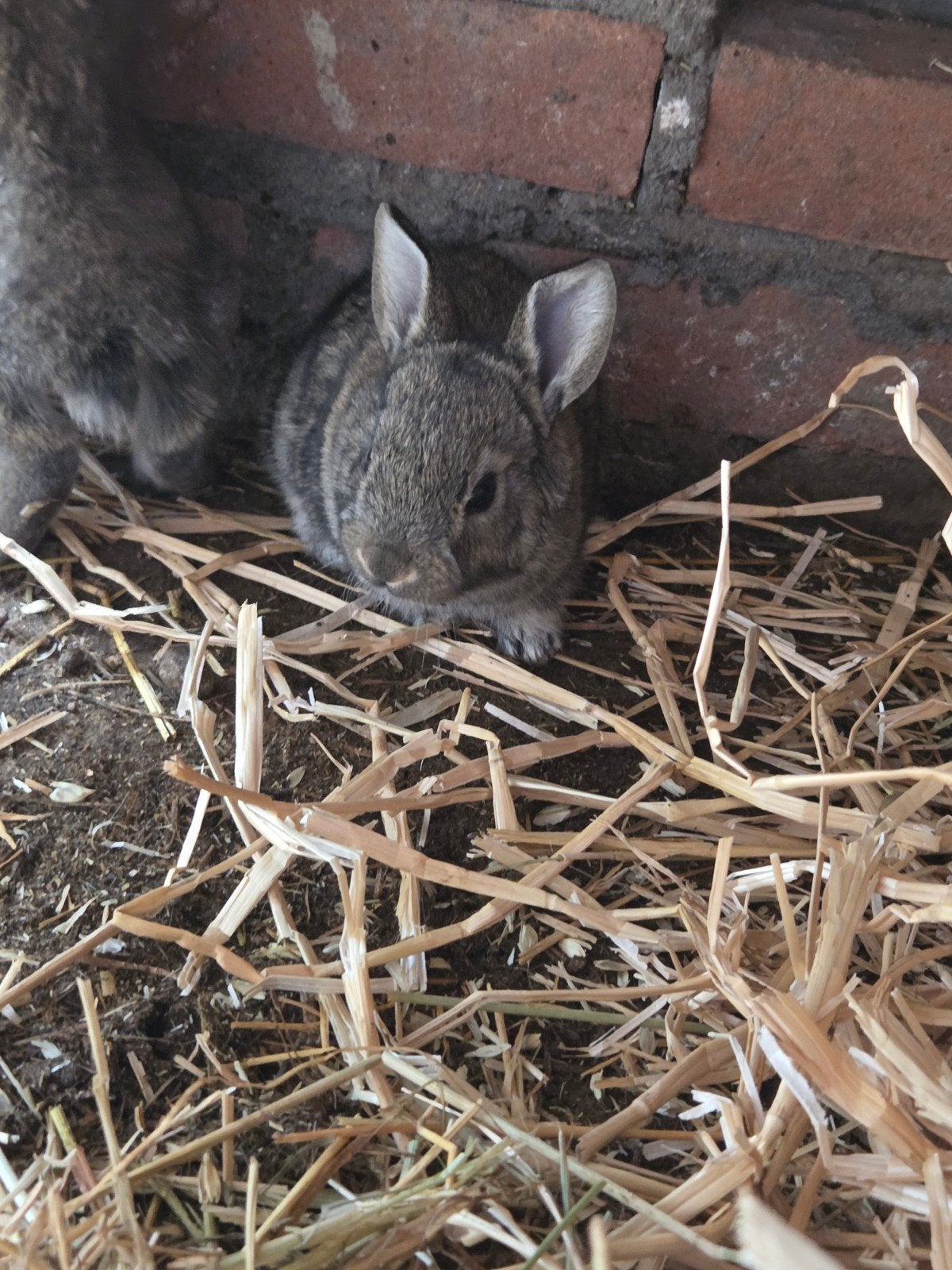 vlaamsereus jongen, Dieren en Toebehoren, Meerdere dieren, Groot