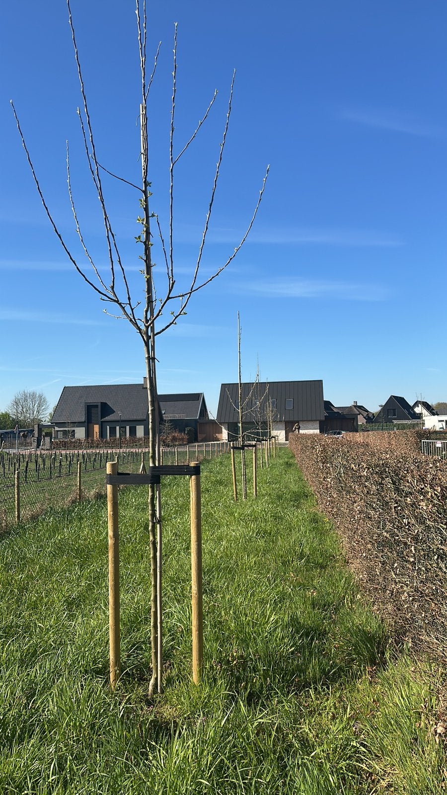 Weiland voor schapen, Dieren en Toebehoren, Meerdere dieren, Schaap