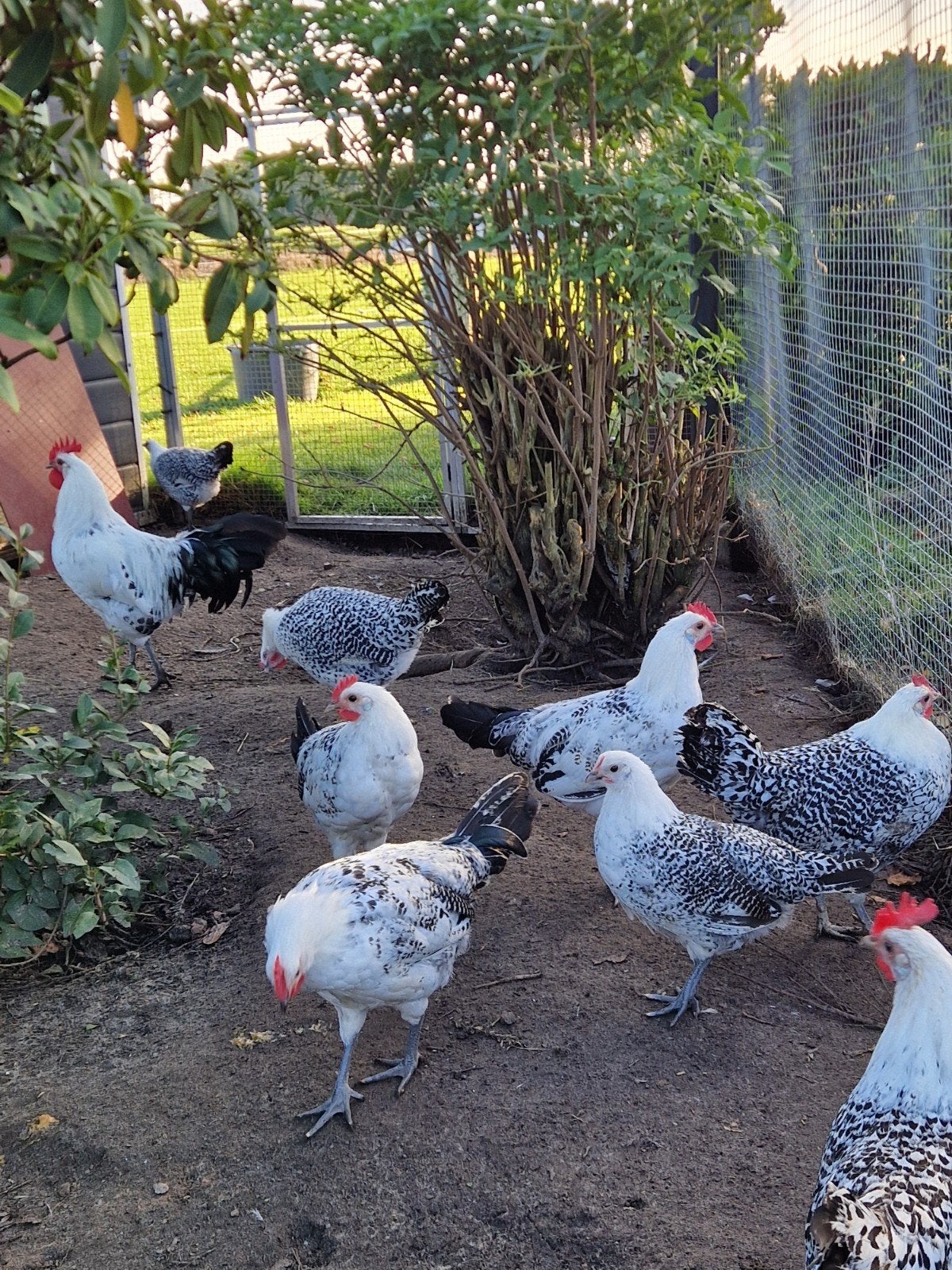 Groninger meeuw zilverpel hanen, Mannelijk, Kip