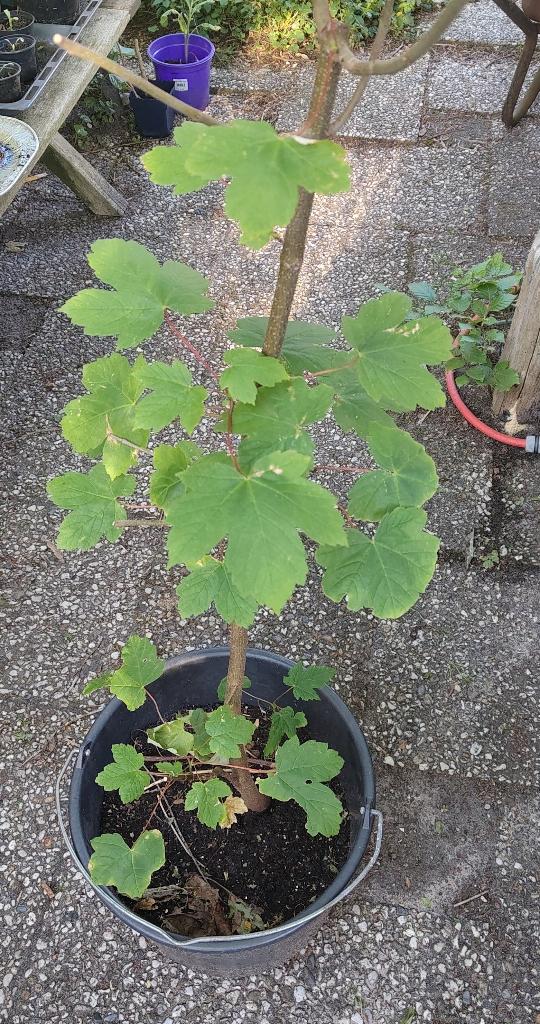 Grote biologische esdoorn, Volle zon, Vaste plant, Bloeit niet, Ophalen