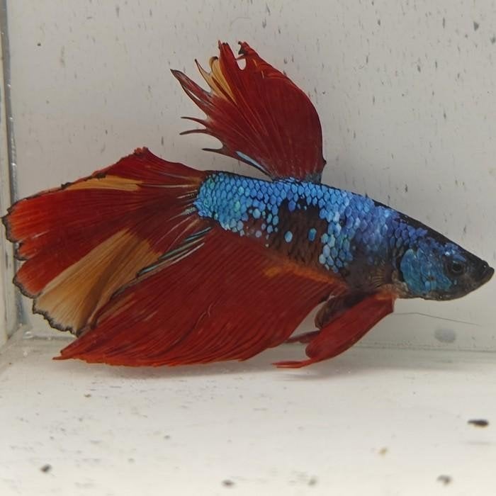 betta splendens man 30, Vis