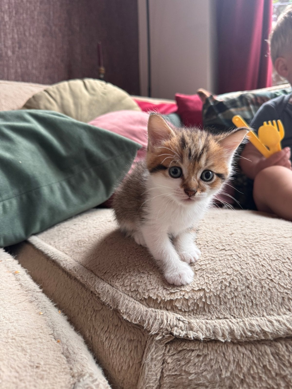Prachtige kittens britse korthaar X europese korthaar, Dieren en Toebehoren, Katten en Kittens | Overige Katten, Meerdere dieren