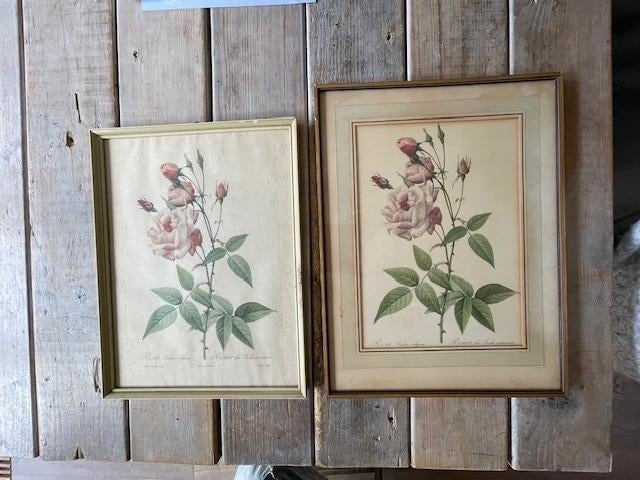 2 x oude ingelijste print Roos rozen. Rosa Indica Vulgaris., Antiek en Kunst, Curiosa en Brocante, Ophalen