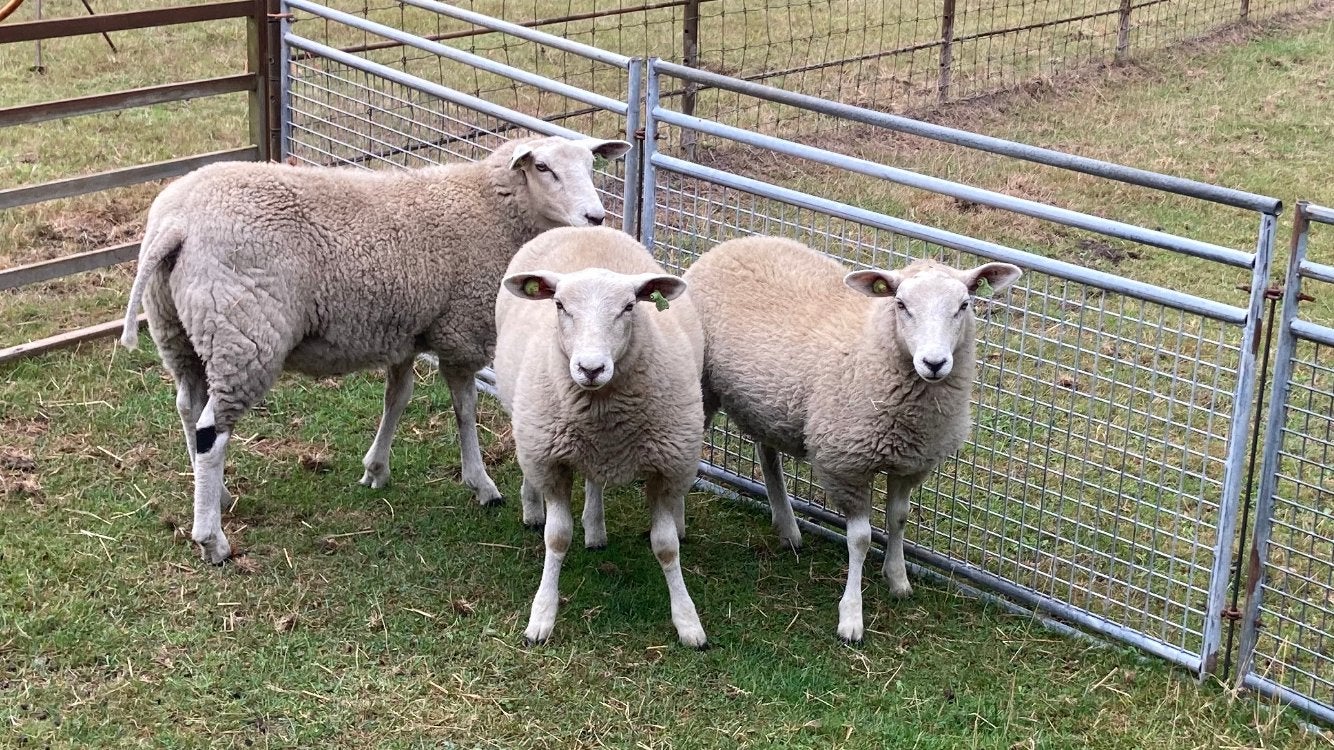 3 swifter ooien, Dieren en Toebehoren, Vrouwelijk, Schaap