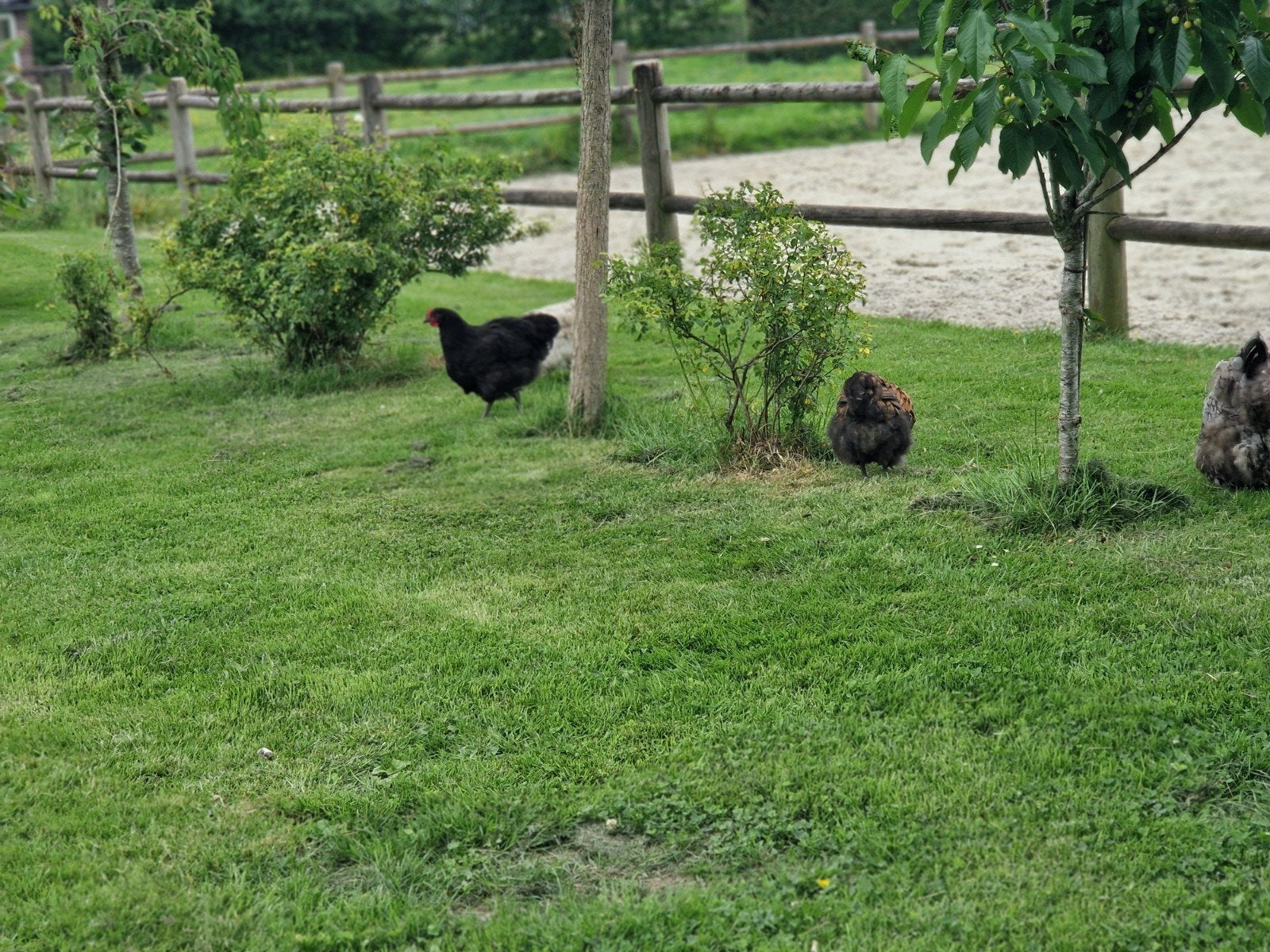 Hanen orpington groot, Dieren en Toebehoren, Pluimvee, Mannelijk, Kip