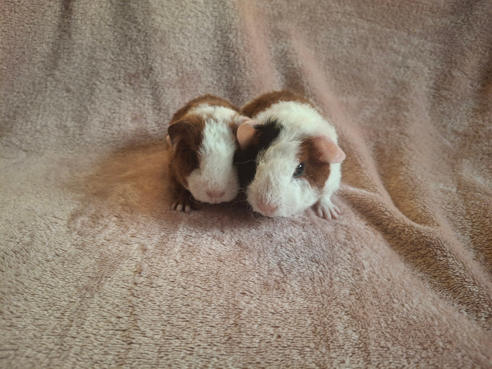 US Teddy beertjes, Dieren en Toebehoren, Cavia, Mannelijk, Tam, Oktober