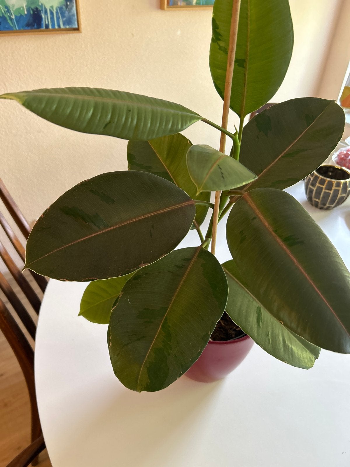 Ficus in donkerrode pot, 70cm hoog, Vaste plant, Bloeit niet, Halfschaduw, Ophalen