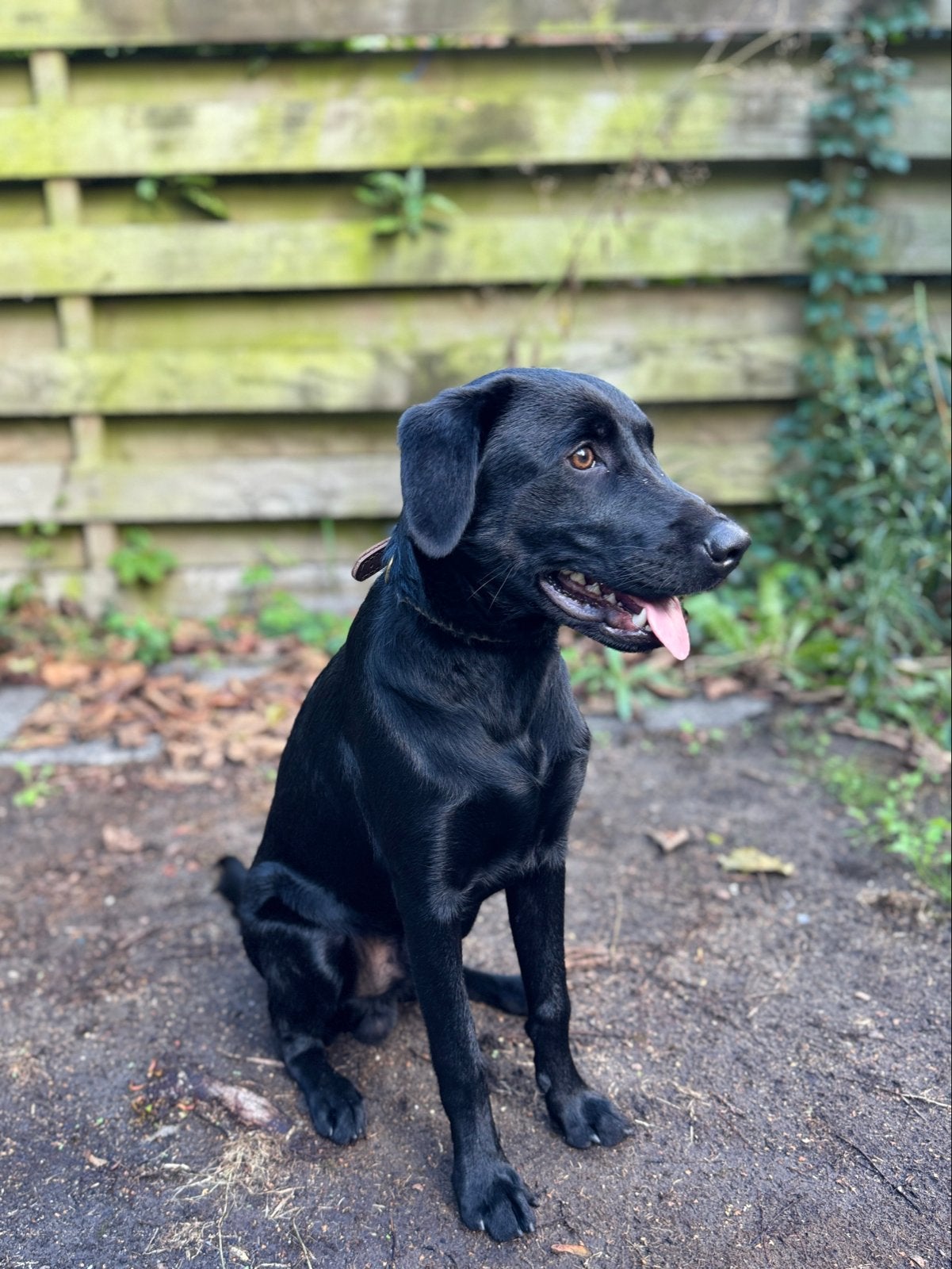 Lieve zwarte Labrador – 7 maanden – gezond en sociaal, 15 weken tot 1 jaar, Reu, CDV (hondenziekte), Eén hond