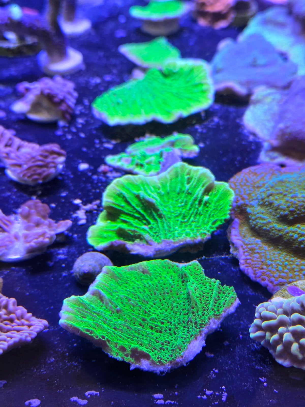 Montipora Spongodes, Dieren en Toebehoren, Vis, Zoutwatervis