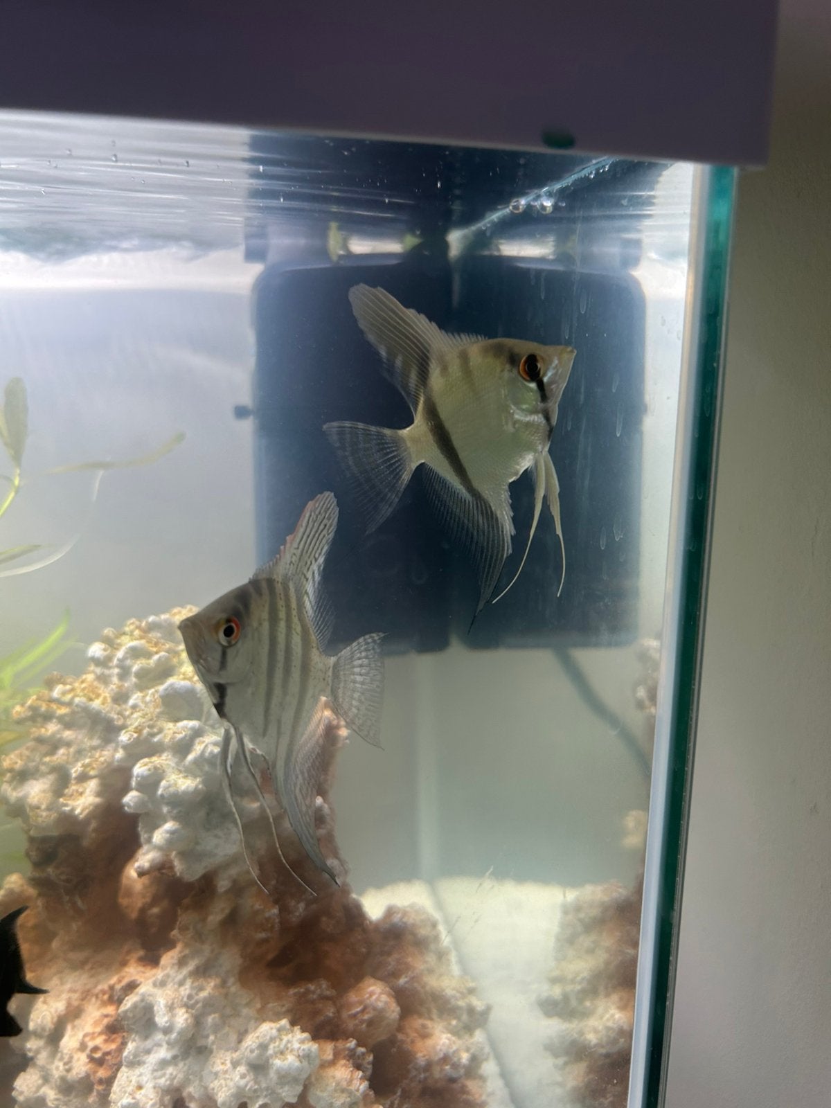 2 jonge maanvissen., Dieren en Toebehoren, Vissen | Aquariumvissen, Vis