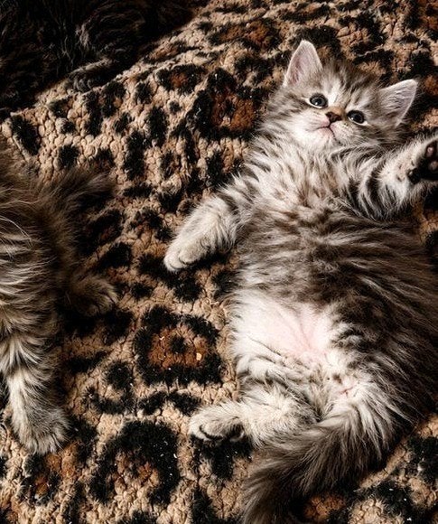 Main coon kittens, Meerdere dieren