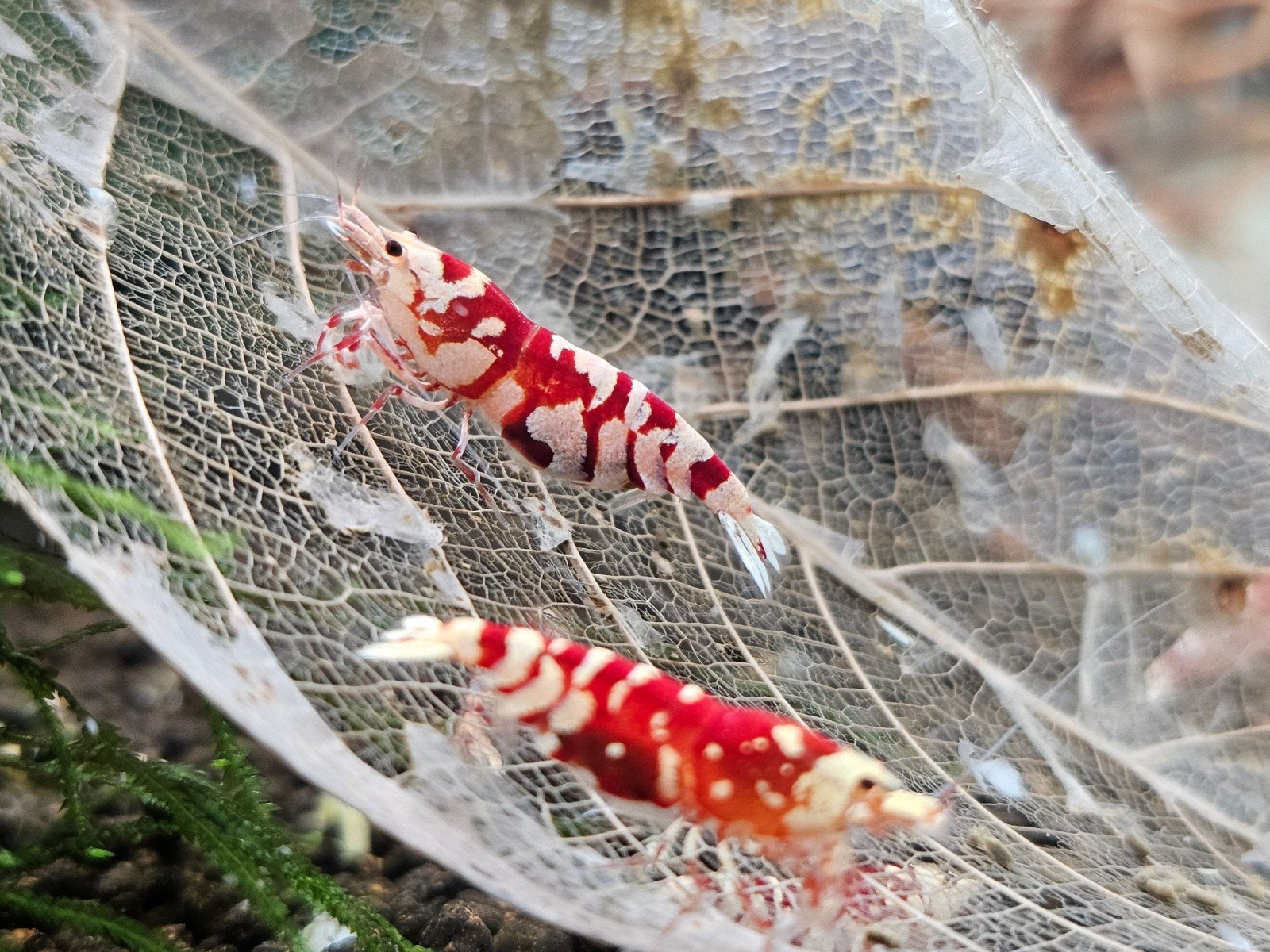 Te koop jonge Fancy Red Tiger garnalen, Kreeft, Krab of Garnaal