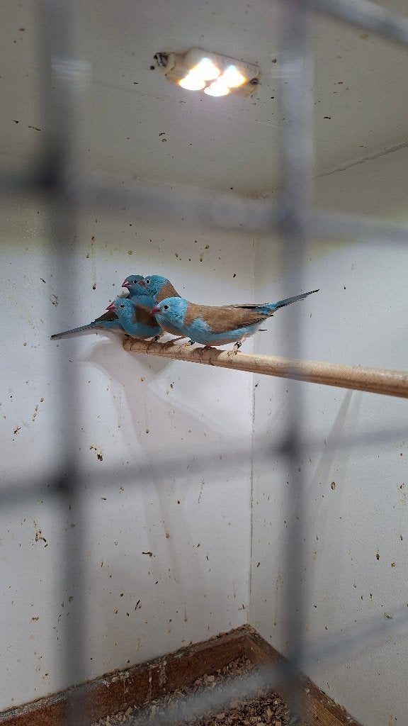 Foto 3 van te koop blauwkop fazantjes mannen