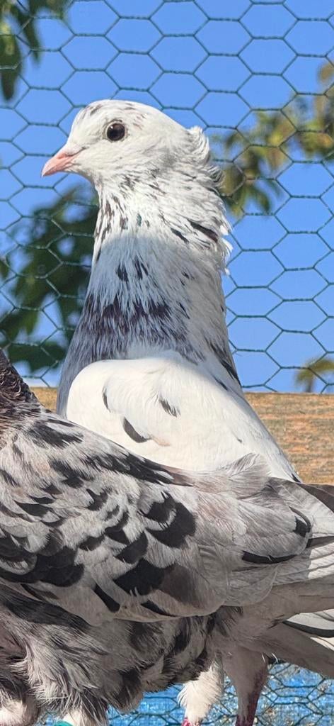 Perzische hoogvliegers, Dieren en Toebehoren, Vogels | Duiven, Meerdere dieren, Postduif
