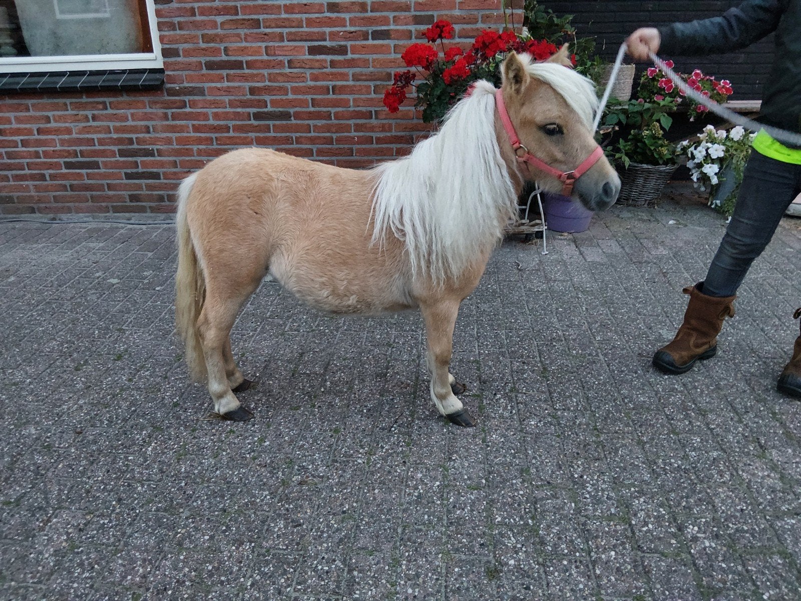 mooie palmino merrie, Merrie, A pony (tot 1.17m), Gechipt, 0 tot 2 jaar