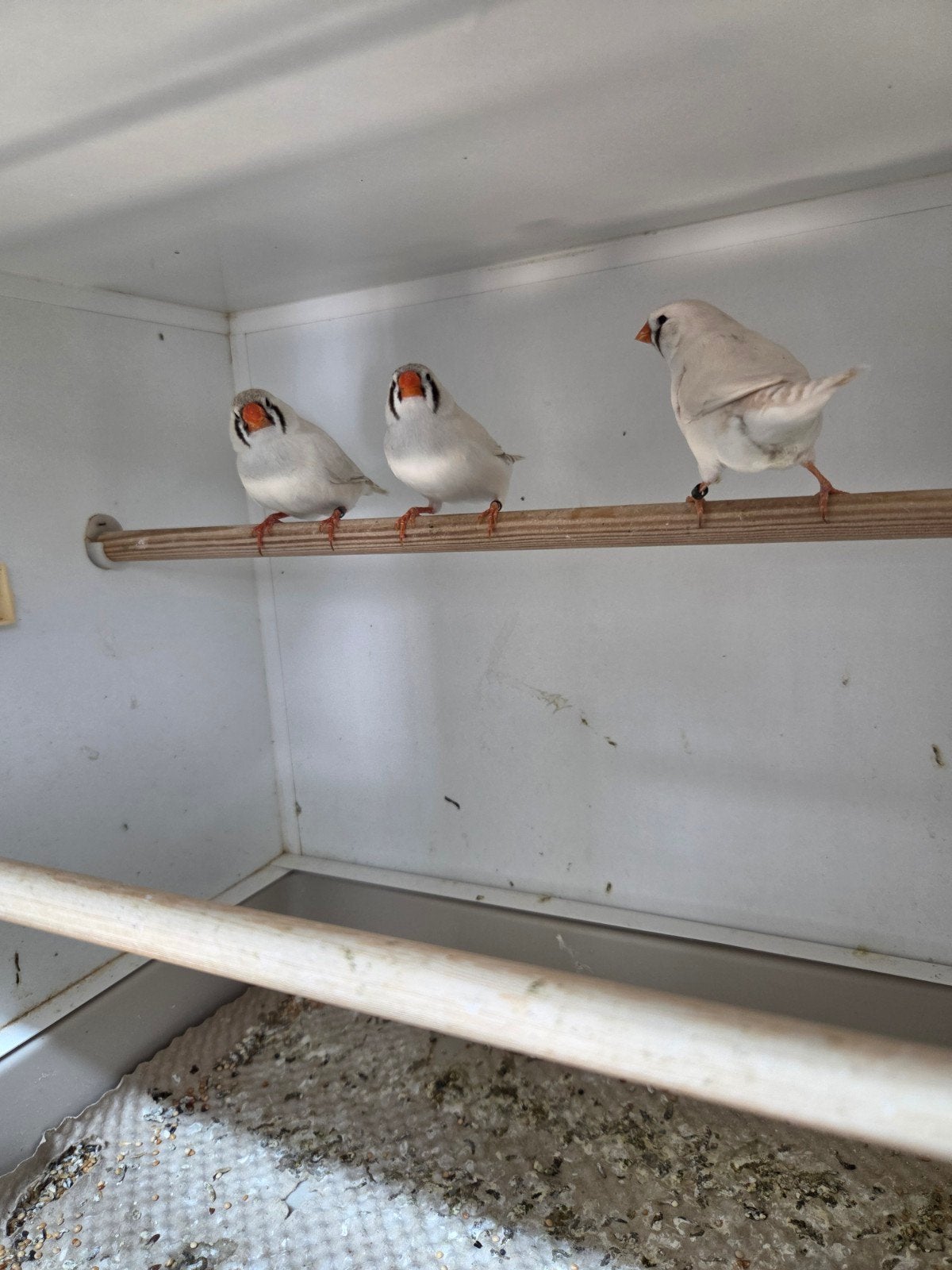 Koppels zebravinken maskergrijs, Dieren en Toebehoren, Vogels | Overige Vogels, Meerdere dieren
