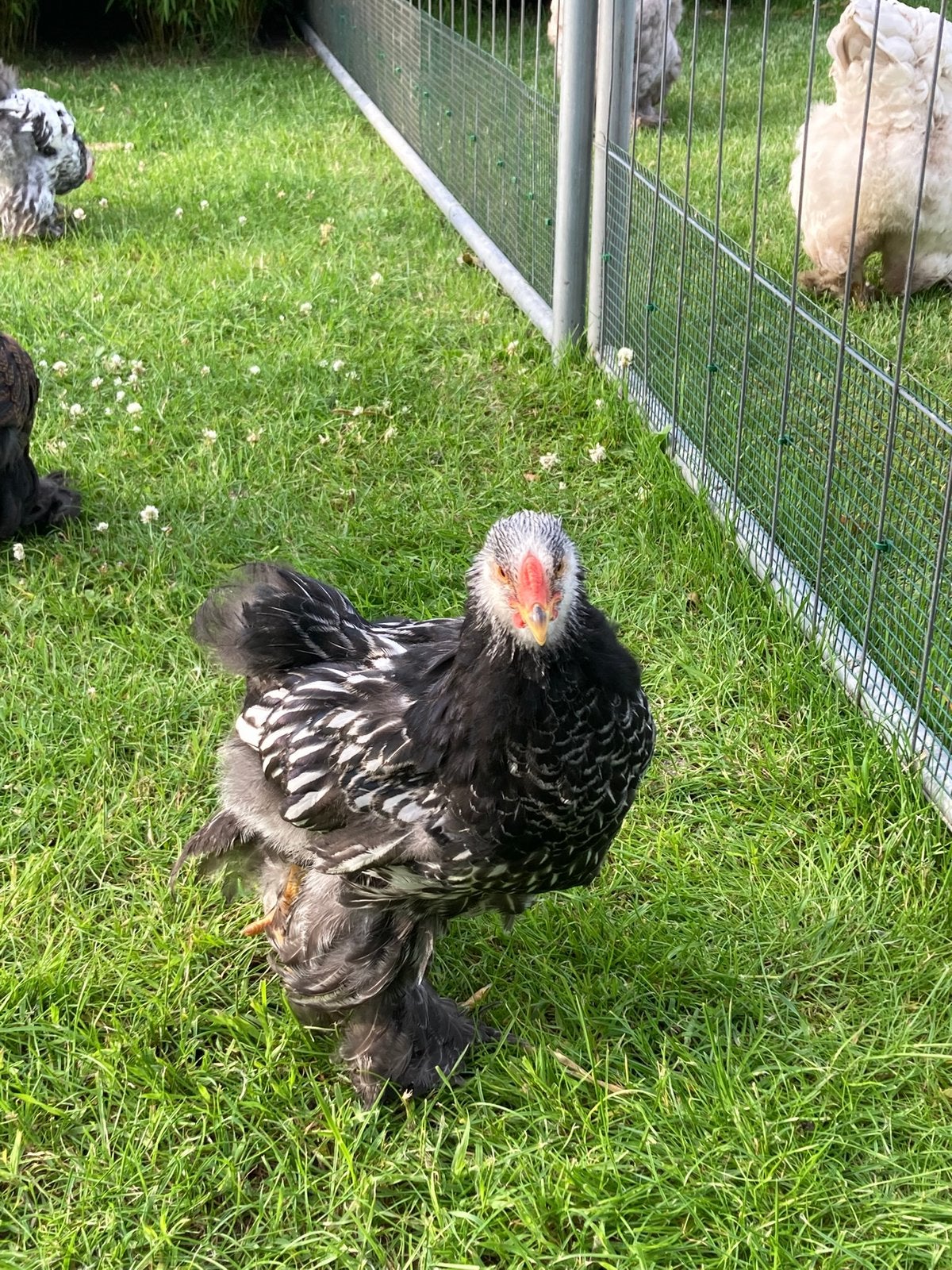 Brahma hanen, Mannelijk, Kip