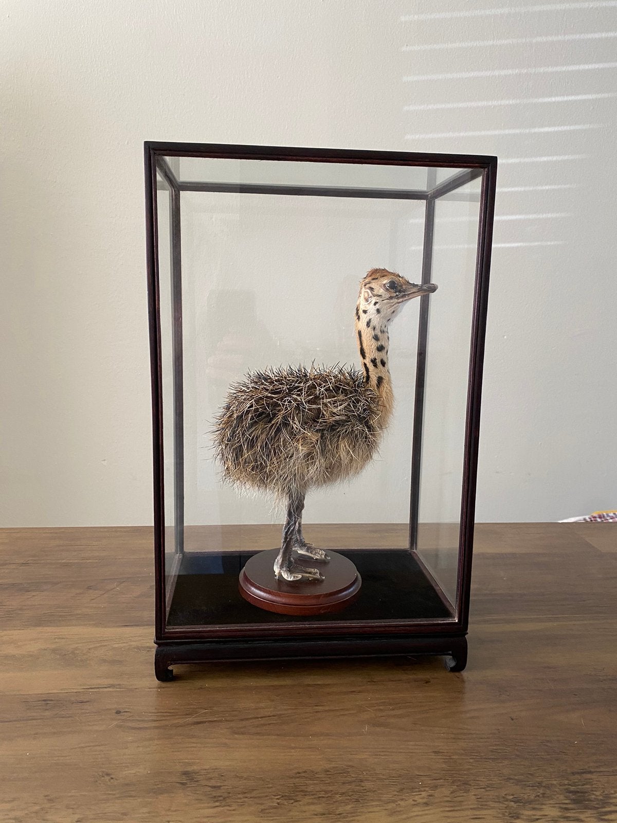 Struisvogel kuiken in stolp, Ophalen of Verzenden, Zo goed als nieuw