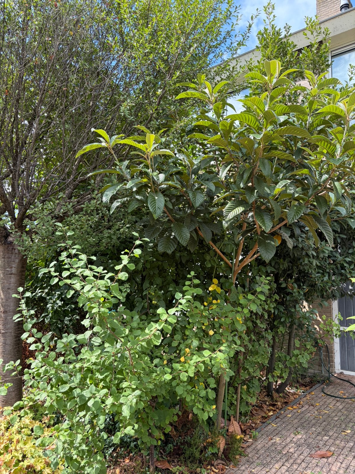 Japanse mispel. 7 jaar oud. Prachtige decoratie boom, Tuin en Terras, Ophalen, Volle zon, Overige soorten