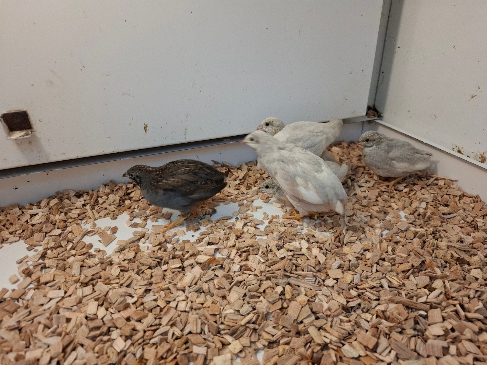 6 chinese dwergkwartels, Mannelijk, Tropenvogel