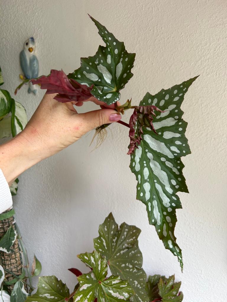 Begonia Sherwood forest, gewortelde stekken zie advertentie, Ophalen of Verzenden, Halfschaduw, Minder dan 100 cm