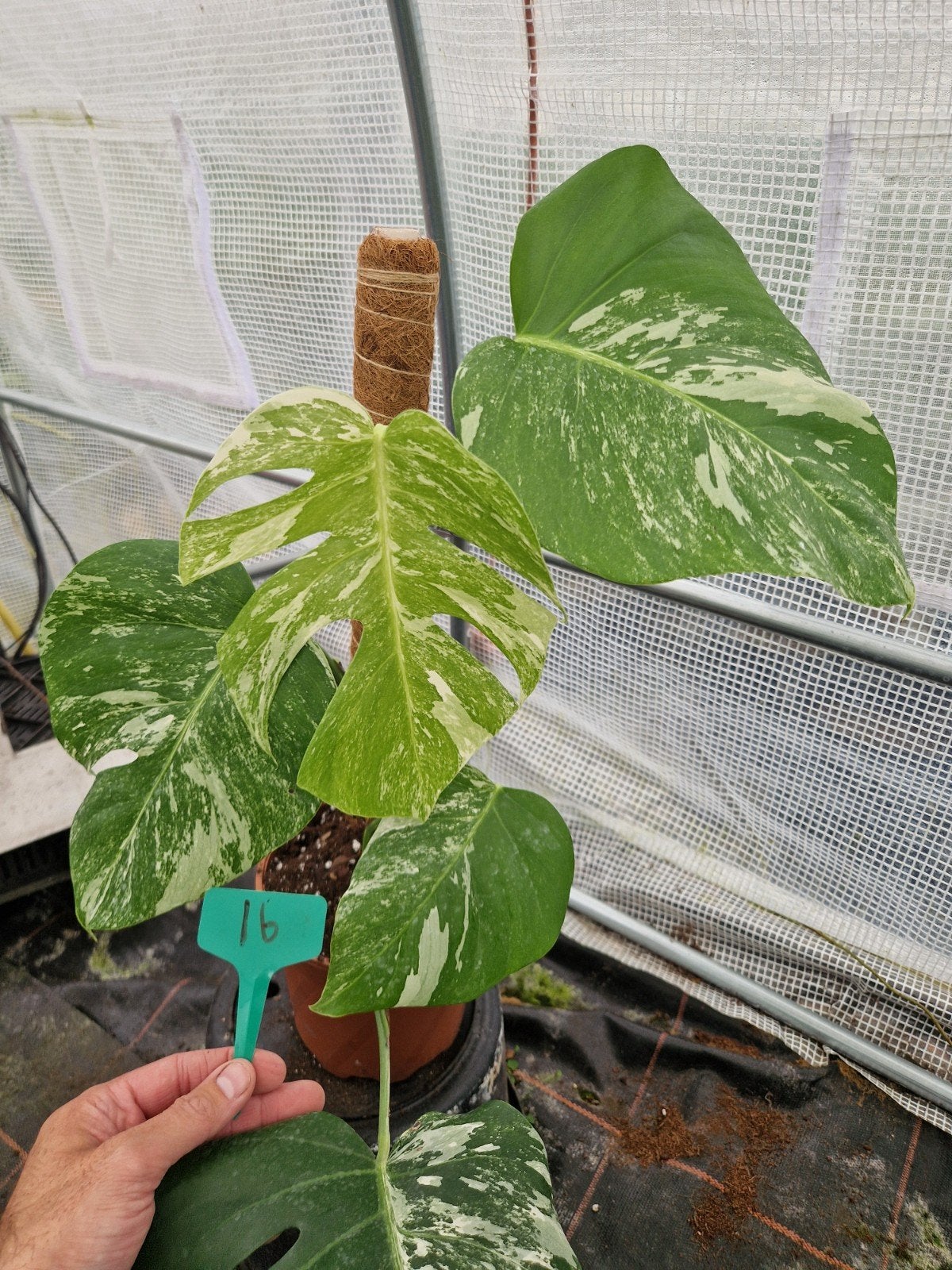 Monstera Deliciosa Albo Variegata kamerplant #16, Huis en Inrichting, Ophalen of Verzenden, Halfschaduw, Minder dan 100 cm