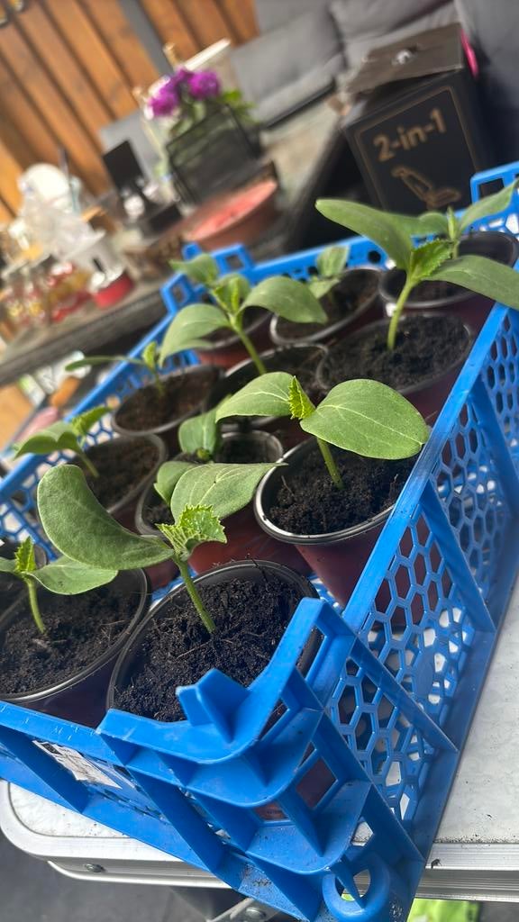 Komkommer Tomaten- paprika (turkse zoete en hete peper!, Tuin en Terras, Planten | Tuinplanten, Volle zon, Eenjarig, Ophalen of Verzenden
