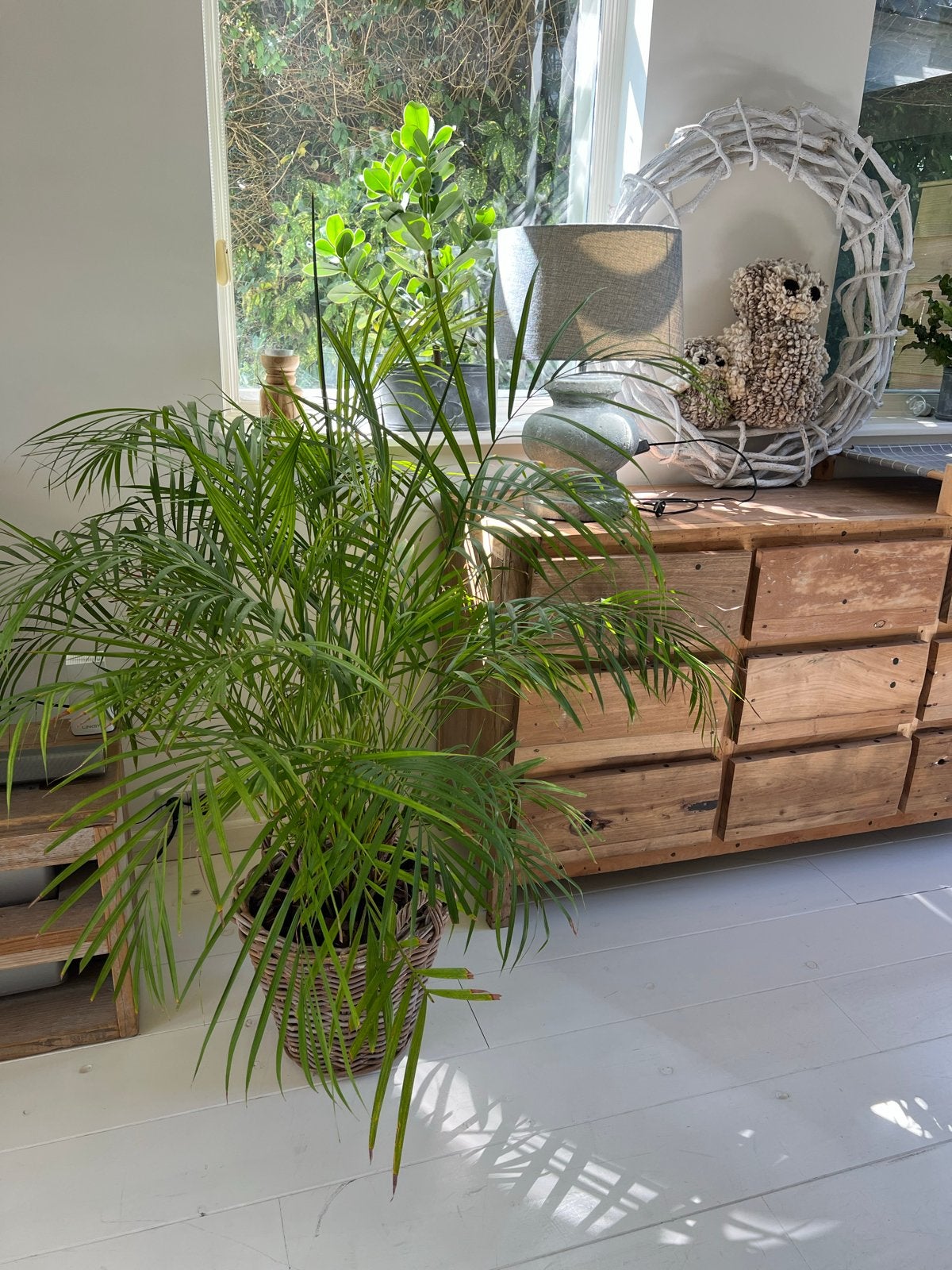 Grote plant Arekapalm in rieten pot, Huis en Inrichting, Kamerplanten, Ophalen, 100 tot 150 cm, Palm, Halfschaduw