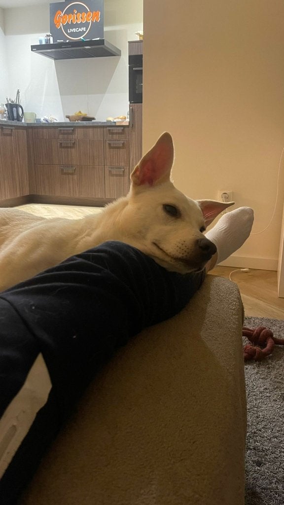 Dolly lieve pup, Dieren en Toebehoren, Honden | Niet-rashonden, Particulier, 15 weken tot 1 jaar, Buitenland, Teef