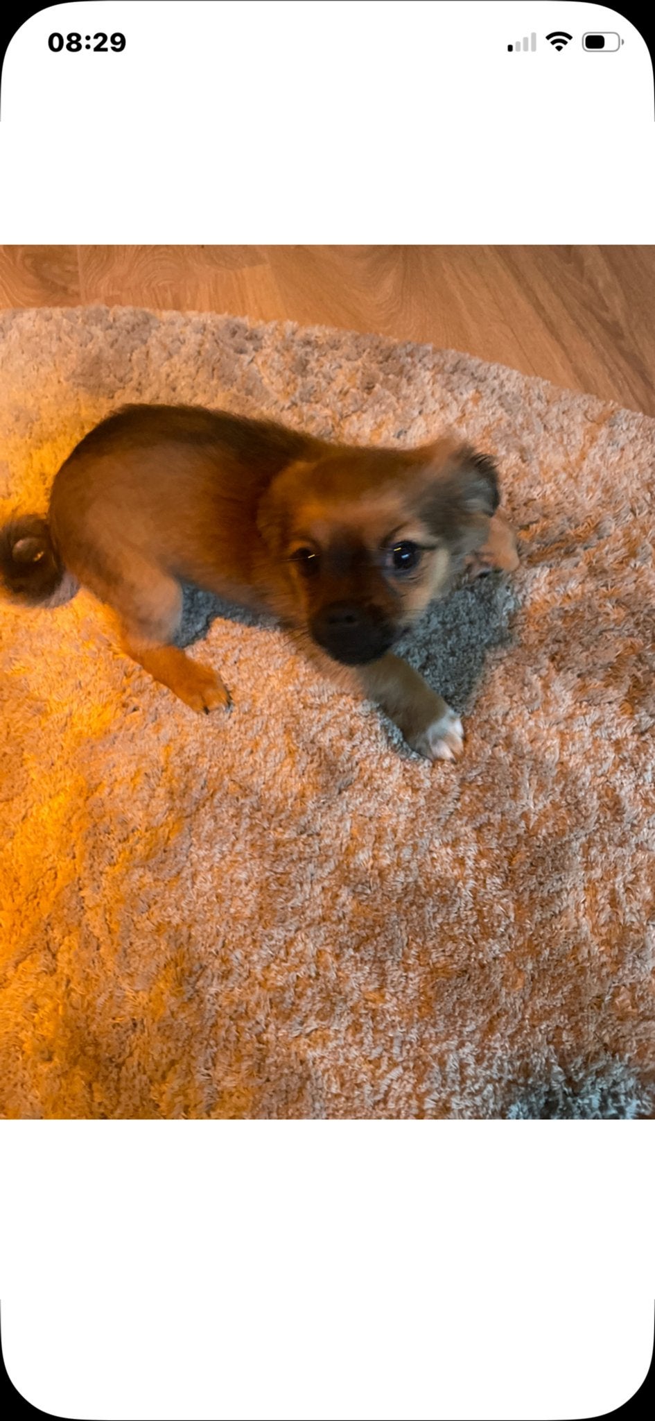 Lieve Boomer/Pomeranian reu zoekt een warm thuis, Overige rassen, 8 tot 15 weken, Teef, Eén hond