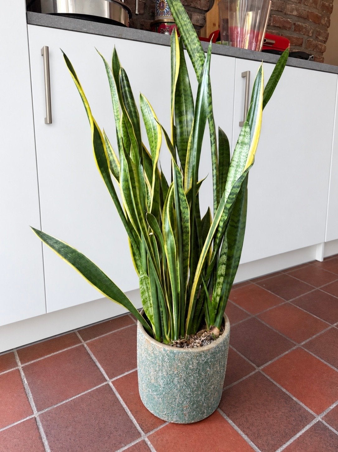 Sansevieria grote kamerplant, Vaste plant, Bloeit niet, Halfschaduw, Ophalen