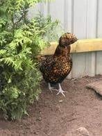 Hollandse Kuifhoenen., Dieren en Toebehoren, Vrouwelijk, Kip