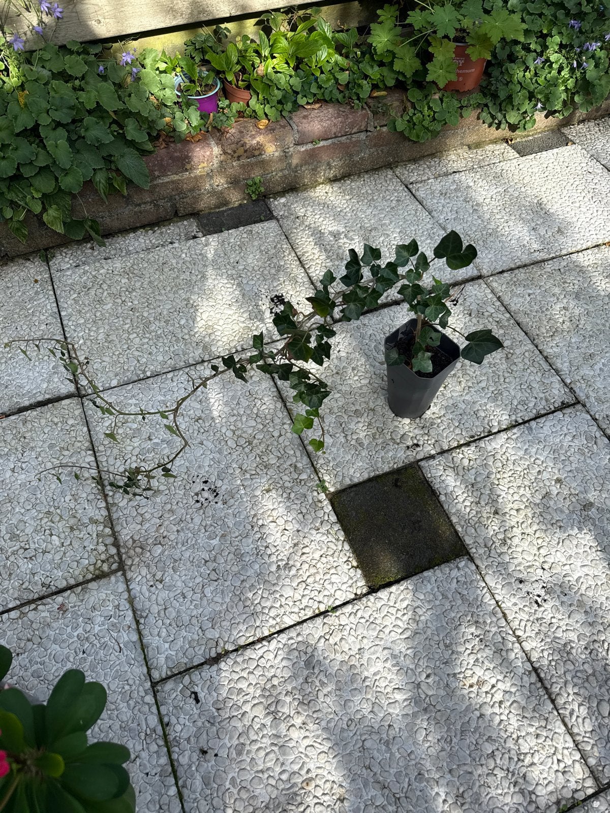 Klimop (Hedera helix) - Jonge plant in pot, Vaste plant, Ophalen of Verzenden, Bloeit niet, Halfschaduw