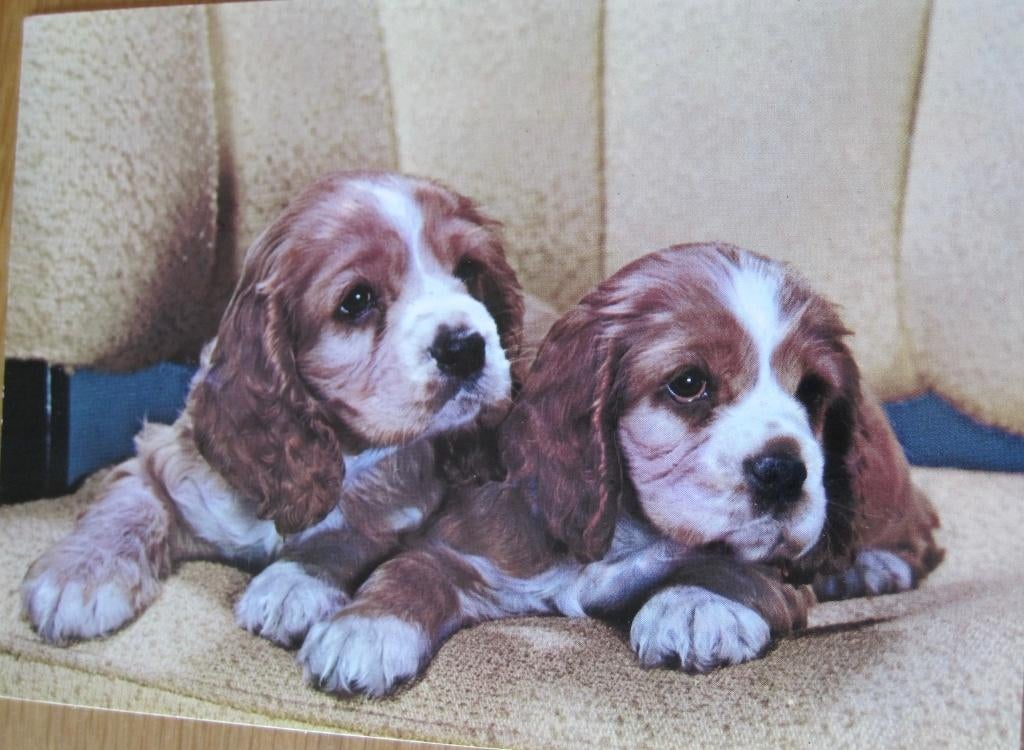 Twee cockers op een stoel - 1978, Verzenden, 1960 tot 1980, Gelopen, Hond of Kat