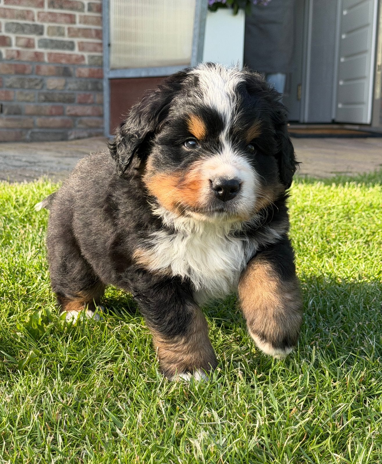 Nog één mooie  raszuivere Berner Sennen pup te koop; reutje, 8 tot 15 weken, Parvo, Meerdere, Nederland