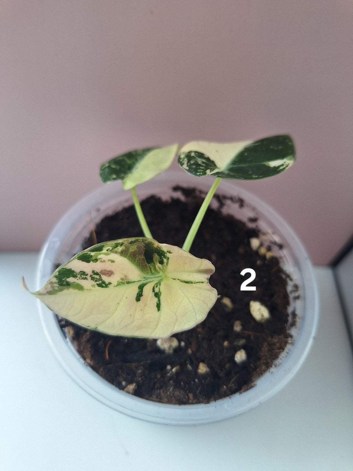 Alocasia Black Velvet Pink/Albo Variegata, Verzenden, Halfschaduw, Minder dan 100 cm