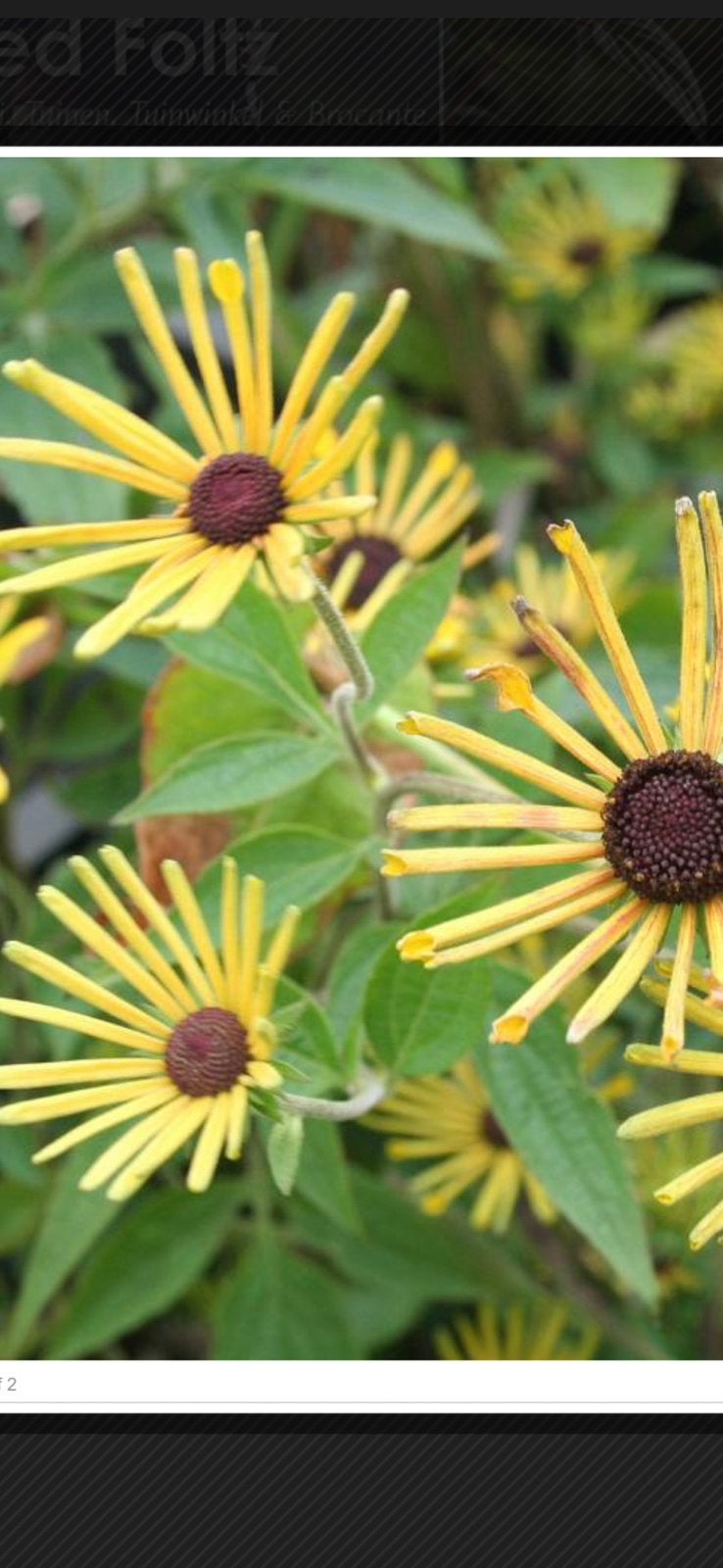 Te koop vaste plant Rudbeckia subtomentosa ‘Henry Eilers’, Ophalen, Overige soorten, Volle zon